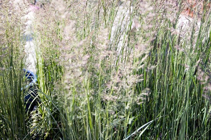 Tall Plumes Give Gardens A Graceful Focal Point Tall Plumes Give Gardens A Graceful Focal Point