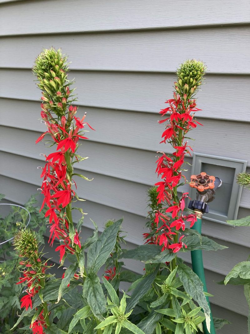 Tall Red Flowers Turn A Small Wet Ring Into A Vertical Feature Tall Red Flowers Turn A Small Wet Ring Into A Vertical Feature