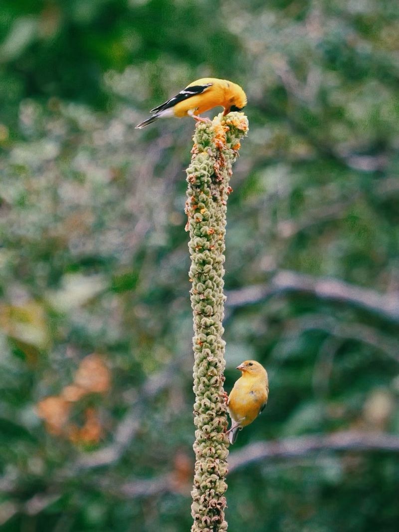 Tall Seed Heads Give Birds Food And A Perch