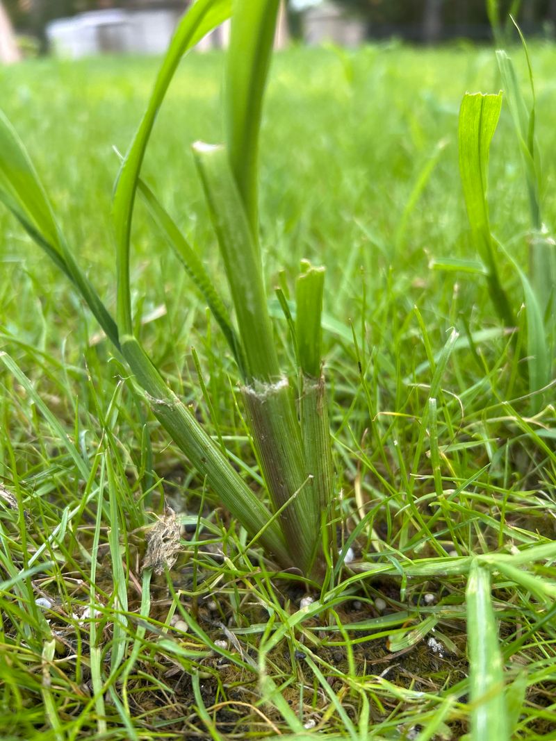 Tall Stalks Often Go Unnoticed Early Tall Stalks Often Go Unnoticed Early