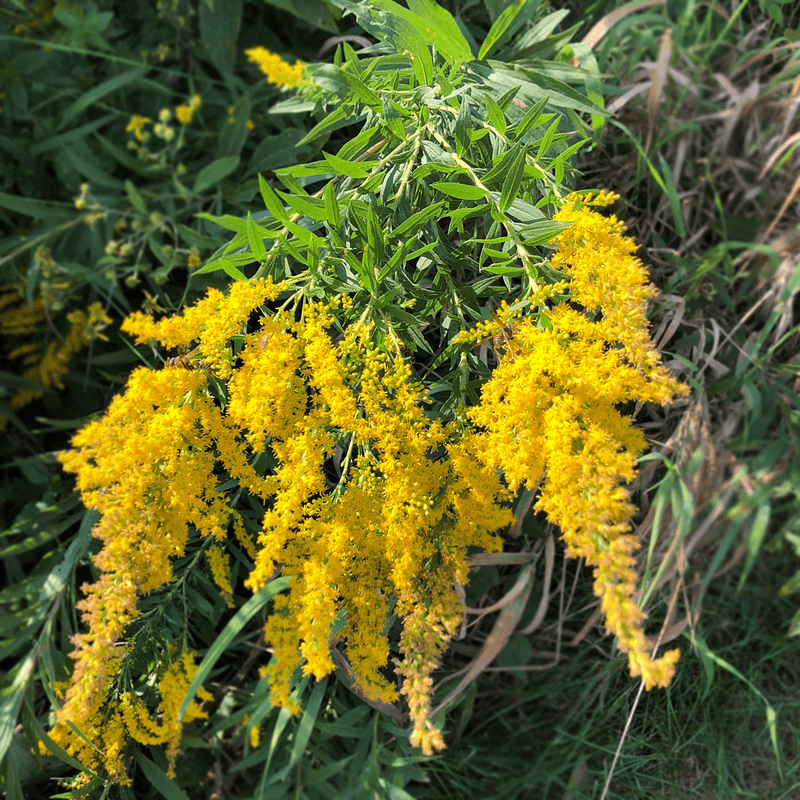 Tall Stems Carry Plumes Of Small Yellow Flowers