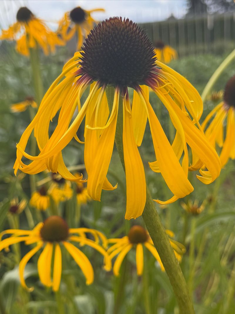 Tall Stems Put Hoverfly Food Above The Bed