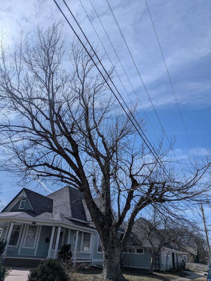 Tall Trees And Power Lines Are A Bad Long-Term Match Tall Trees And Power Lines Are A Bad Long-Term Match