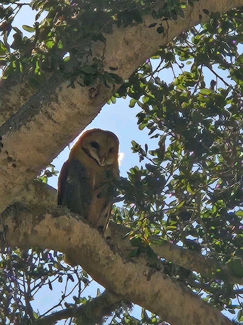 Tall Trees Give Owls Good Hunting Perches