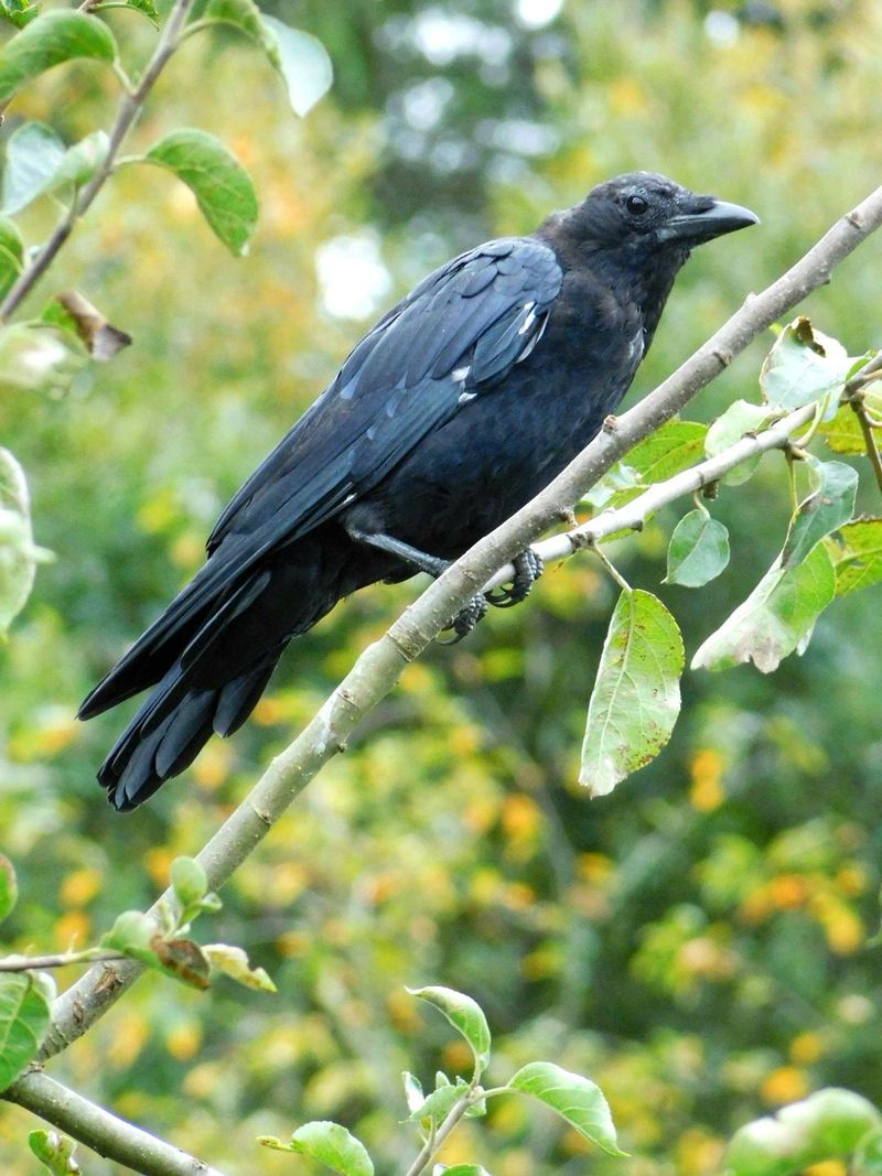 Tall Trees Give Them Safe Lookout Spots