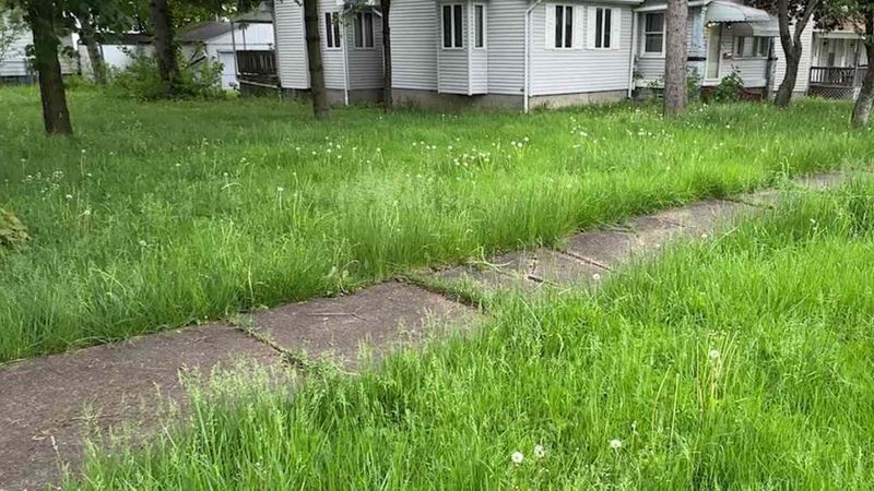 Taller Blades Help Shade Soil Through A 90-Degree Weekend