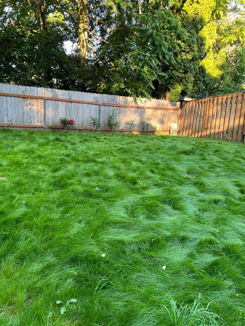 Taller Grass Helps Shade The Soil