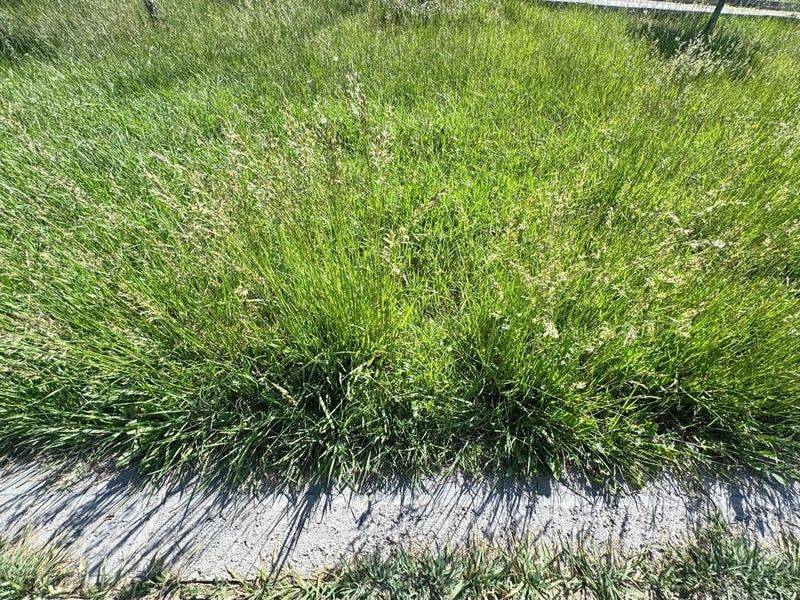 Taller Summer Grass Helps Shade The Soil Below Taller Summer Grass Helps Shade The Soil Below
