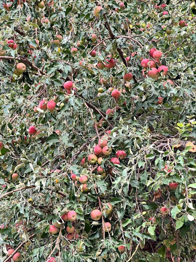 Tame Overgrown Apples And Pears Sparingly