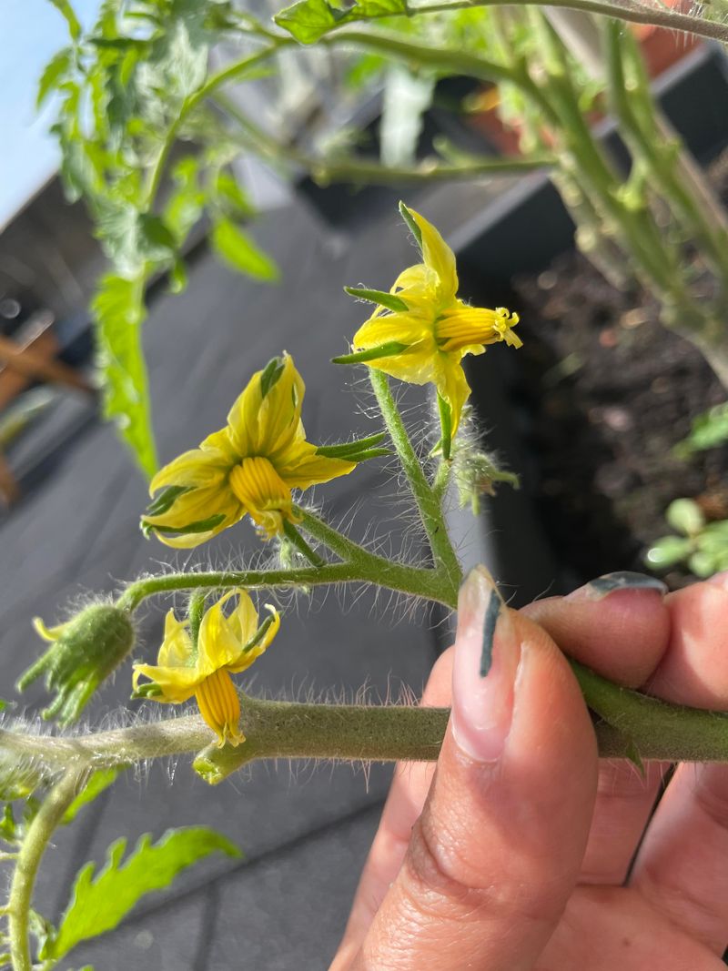 Tapping Flower Clusters Without Knocking Them Off