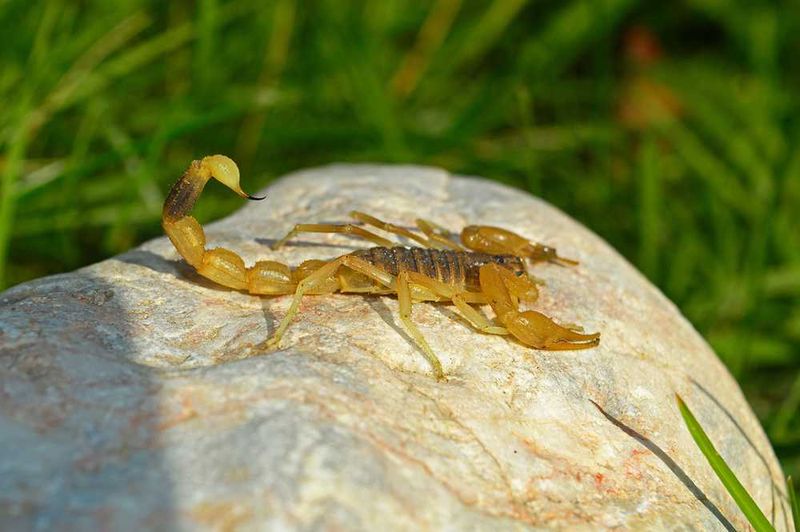 Tarantulas Can Catch Scorpions Around The Yard