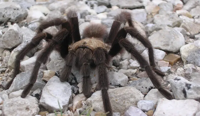 Tarantulas Usually Try To Avoid Human Contact