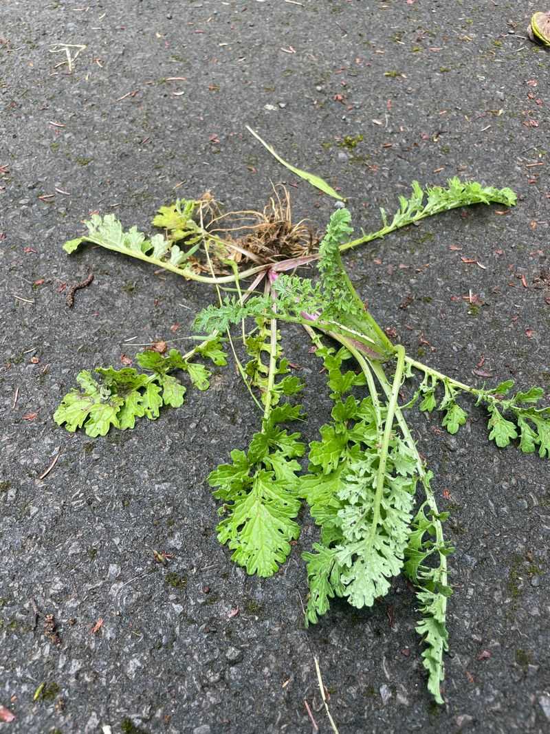 Target Low Rosettes After Fall Rain Returns