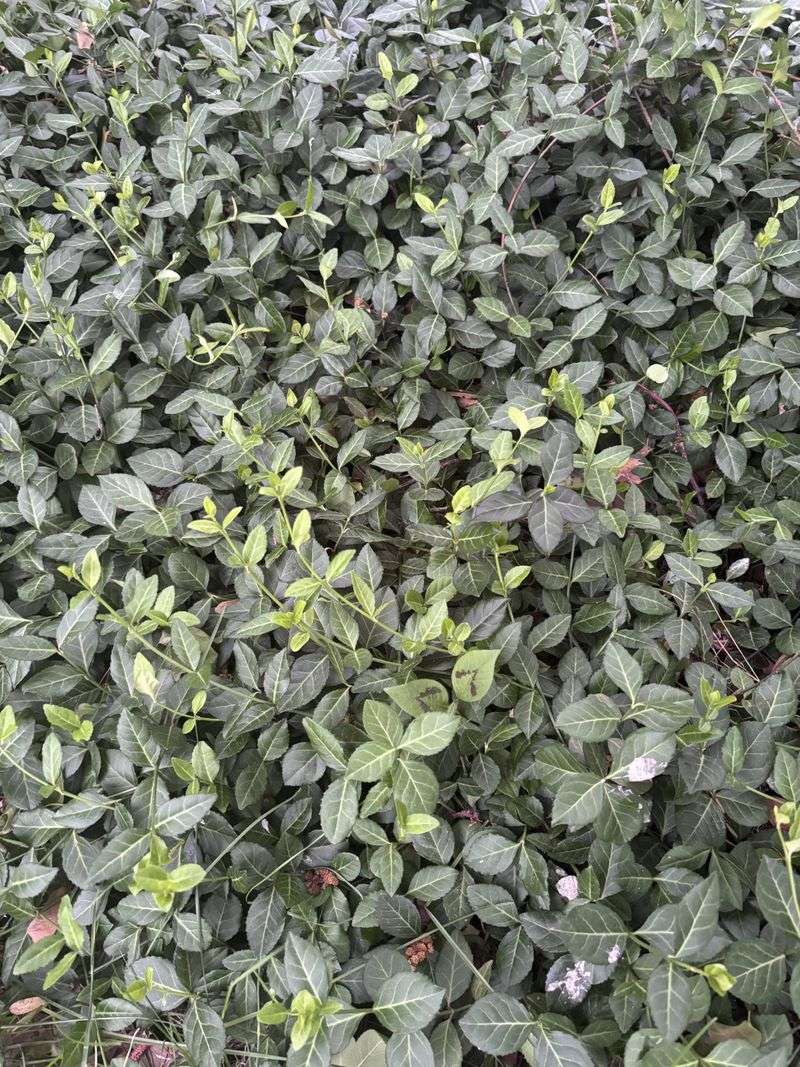 Target Wintercreeper Before Stems Reach New Soil