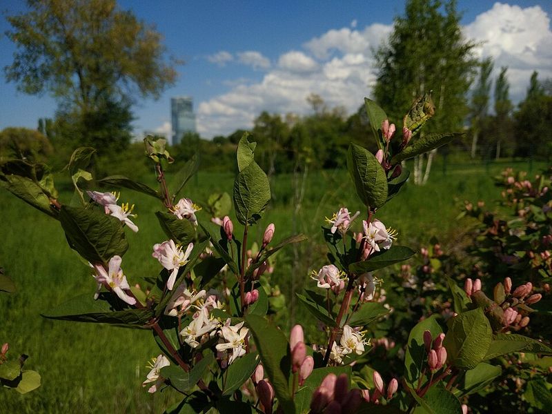 Tatarian Honeysuckle Is Another Familiar Hedge On The List