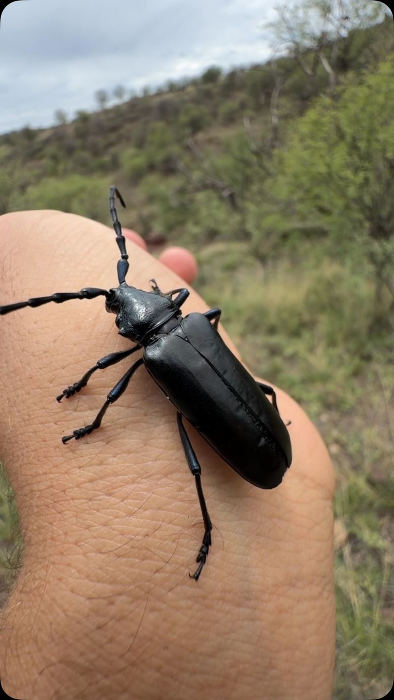 Telling Palo Verde Beetles Apart From Other Large Insects