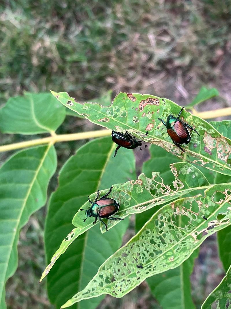 Telling Their Damage Apart From Sawfly Larvae Telling Their Damage Apart From Sawfly Larvae
