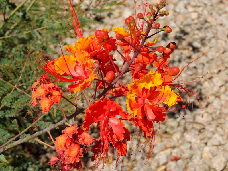 Temporary Leaf Drop Does Not Always Signal Trouble Temporary Leaf Drop Does Not Always Signal Trouble