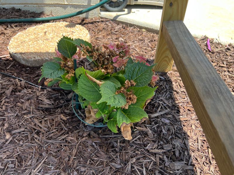Temporary Shade Helping Plants Through The Worst Heat Temporary Shade Helping Plants Through The Worst Heat