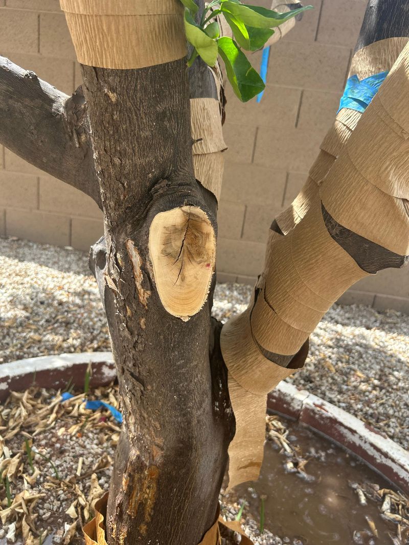 Tender Bark Is More Vulnerable To Sunburn