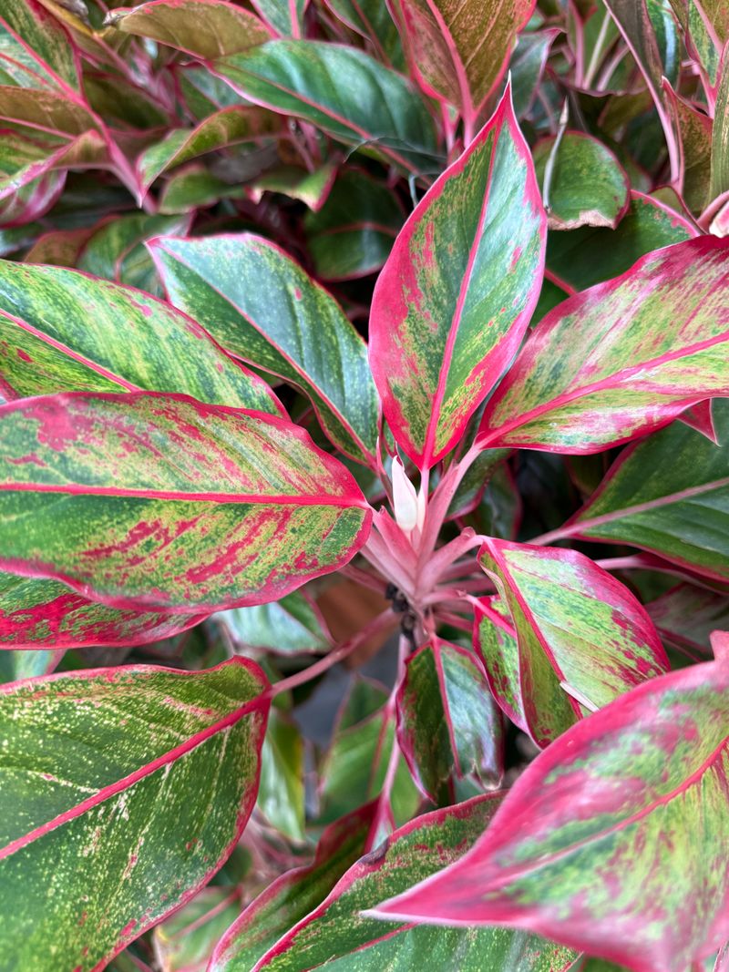 Tender Foliage Plants Can Struggle Before Freezing