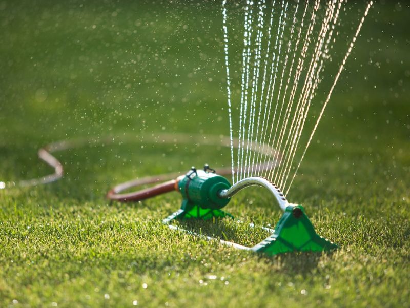 Tender Growth Demands More Water Tender Growth Demands More Water
