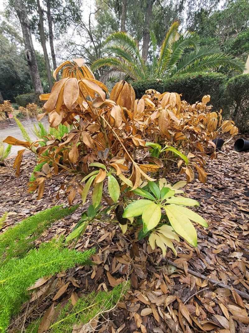 Tender Growth Has Less Time To Harden