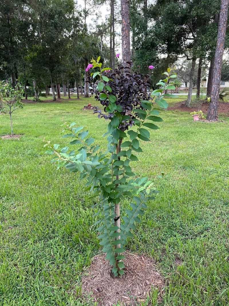 Tender Growth Is More Vulnerable To Cold
