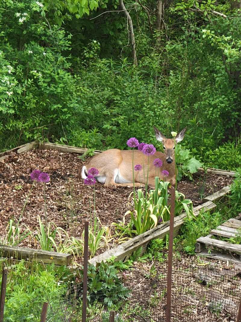 Tender Growth Offers Easy Forage