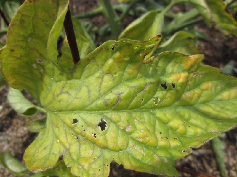 Tender Leaves Show Damage First