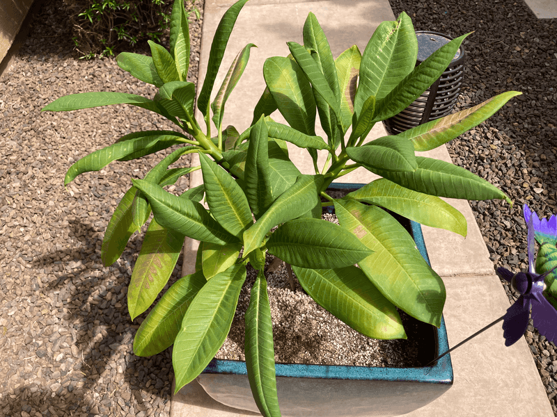 Tender New Growth Can Struggle In High Temperatures