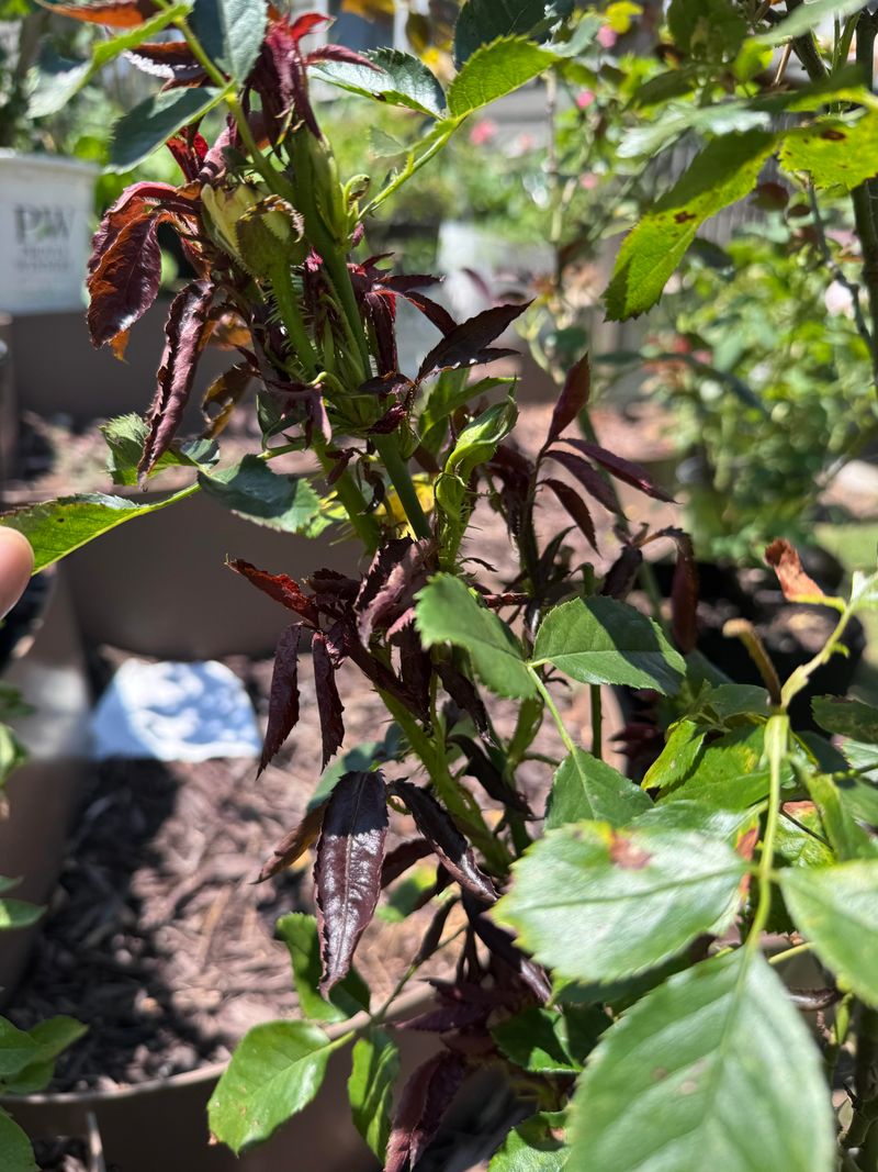 Tender New Growth Can Struggle In Late-Summer Heat Tender New Growth Can Struggle In Late-Summer Heat