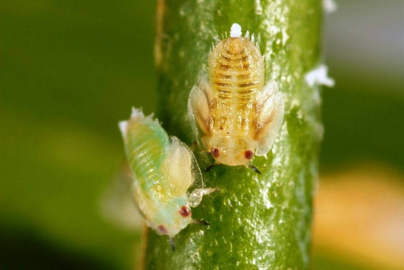 Tender New Growth Gives Them Fresh Feeding Sites