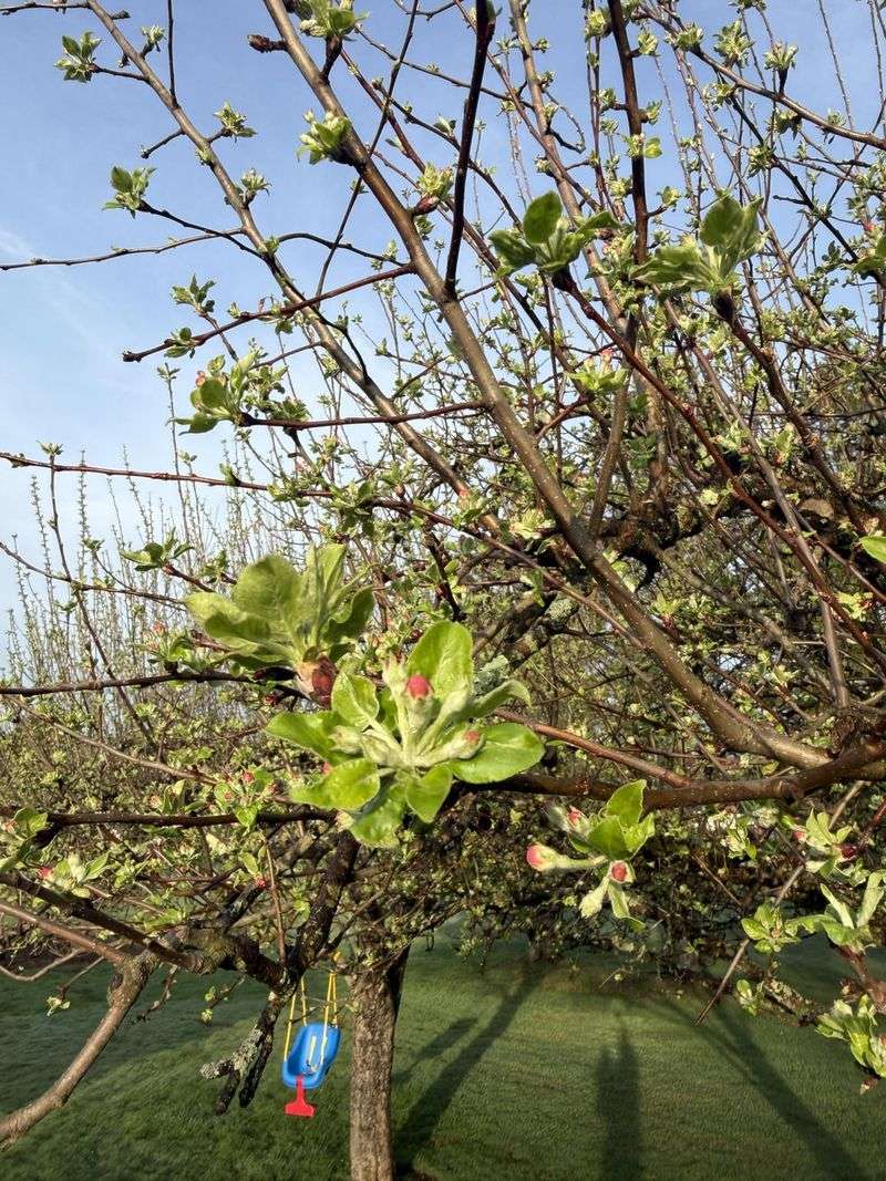 Tender Shoots Become Vulnerable To Early Winter Damage Tender Shoots Become Vulnerable To Early Winter Damage