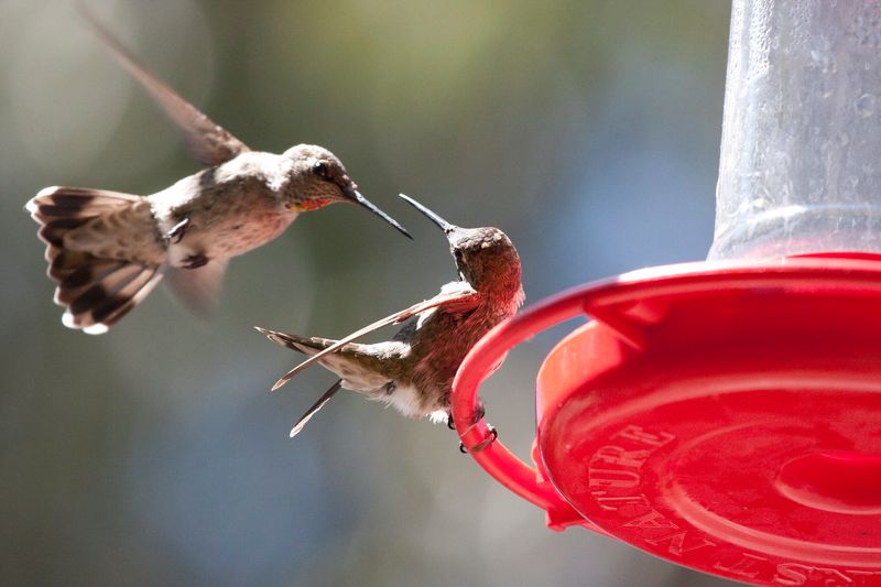 Territorial Chasing Can Make The Yard Look Even More Crowded Territorial Chasing Can Make The Yard Look Even More Crowded