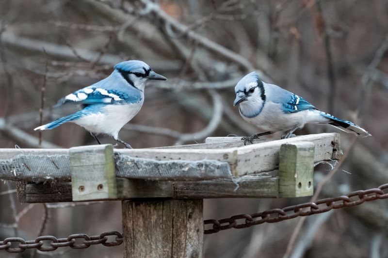 Territorial Disputes With Other Birds Trigger Loud Calls