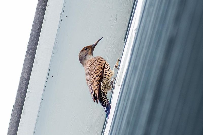 Territorial Flickers Hammer To Get Attention
