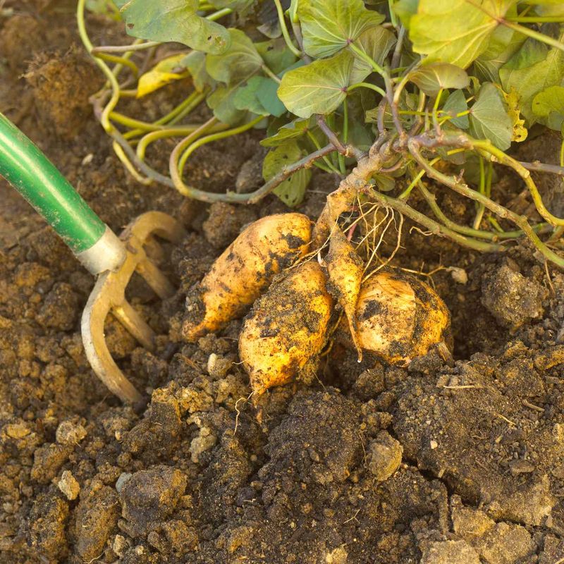 Test-Dig Before Harvesting The Whole Bed Test-Dig Before Harvesting The Whole Bed