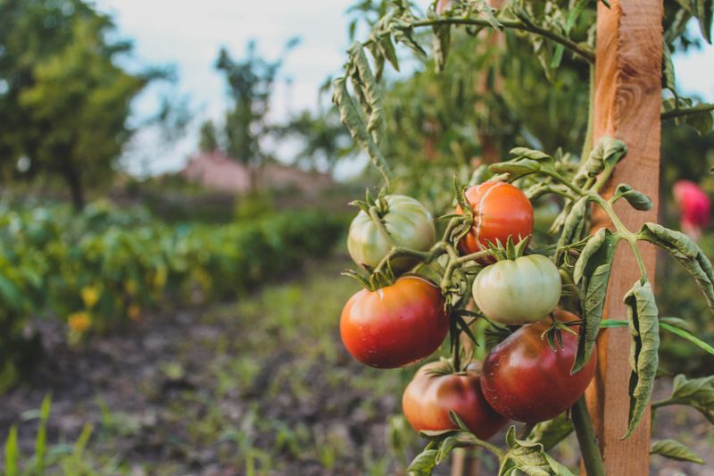 Test For Fungal Wilt Disease