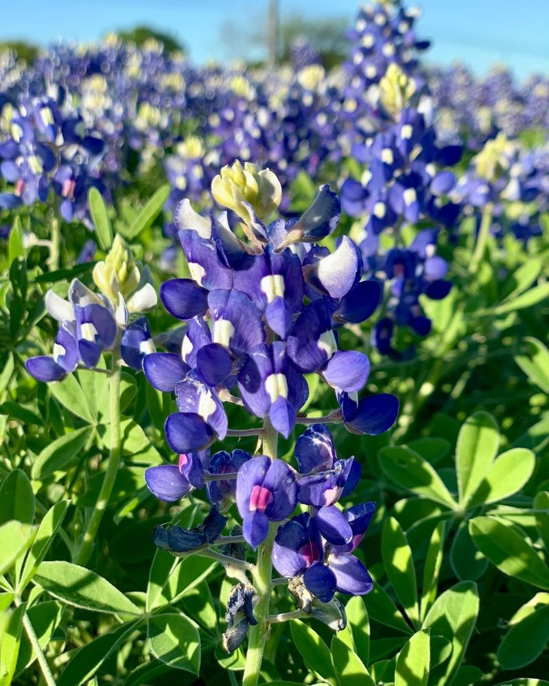 Texas Bluebonnet Texas Bluebonnet