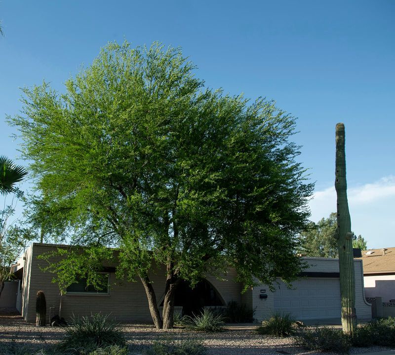 Texas Ebony Drops Less Litter Than Many Shade Trees