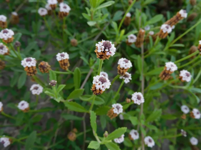 Texas Frogfruit Replaces The Grass Chinch Bugs Attack Most Texas Frogfruit Replaces The Grass Chinch Bugs Attack Most