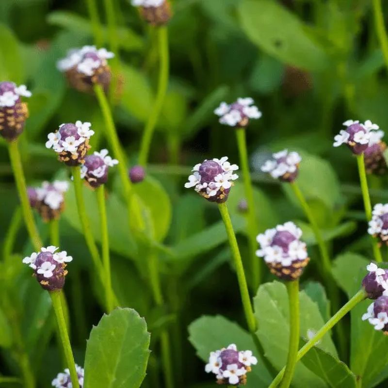 Texas Frogfruit Thrives In The Heat And Sun