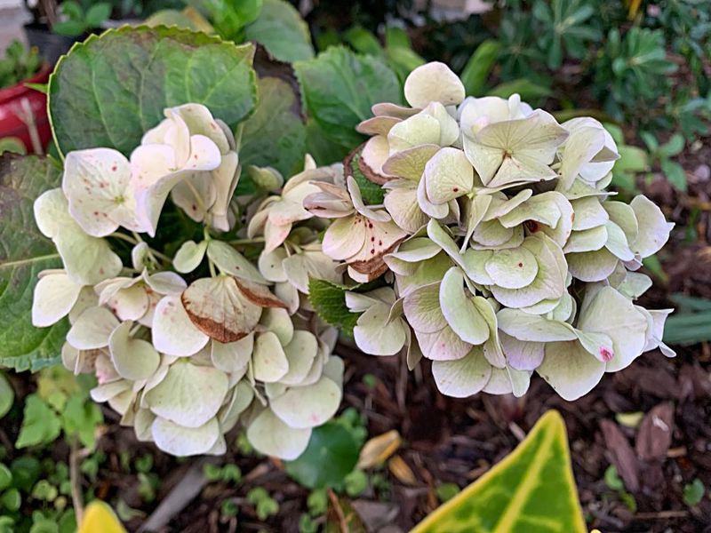 Texas Heat Can Make Flower Color Fade Faster Texas Heat Can Make Flower Color Fade Faster