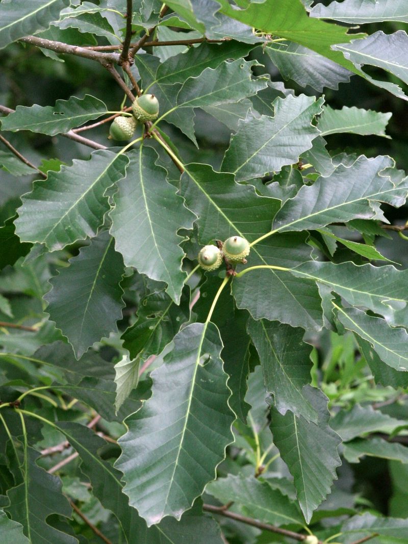 Texas Heat Is Well Within This Native Oak's Comfort Zone
