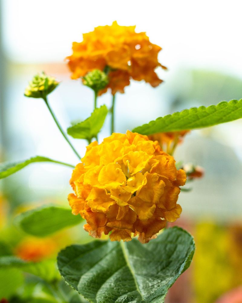 Texas Lantana Texas Lantana