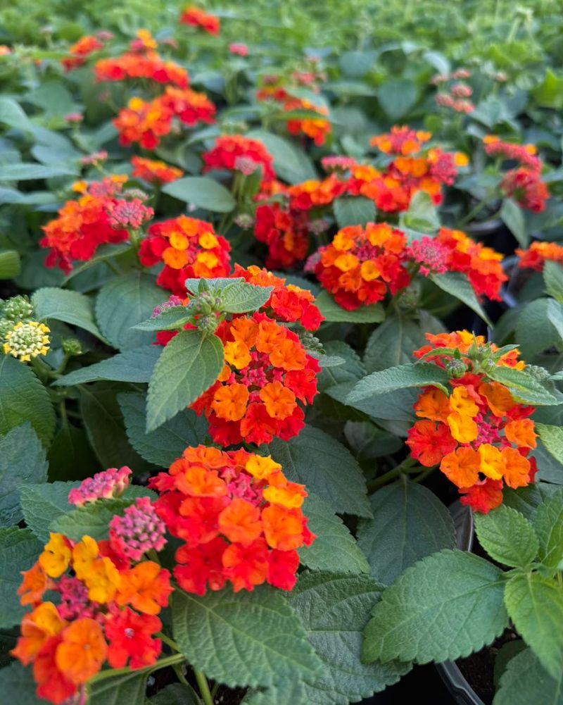 Texas Lantana Texas Lantana
