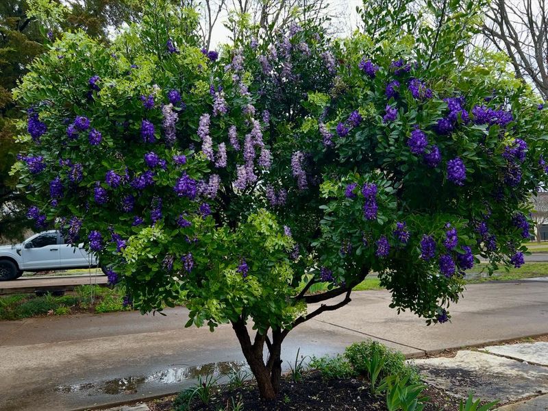 Texas Mountain Laurel