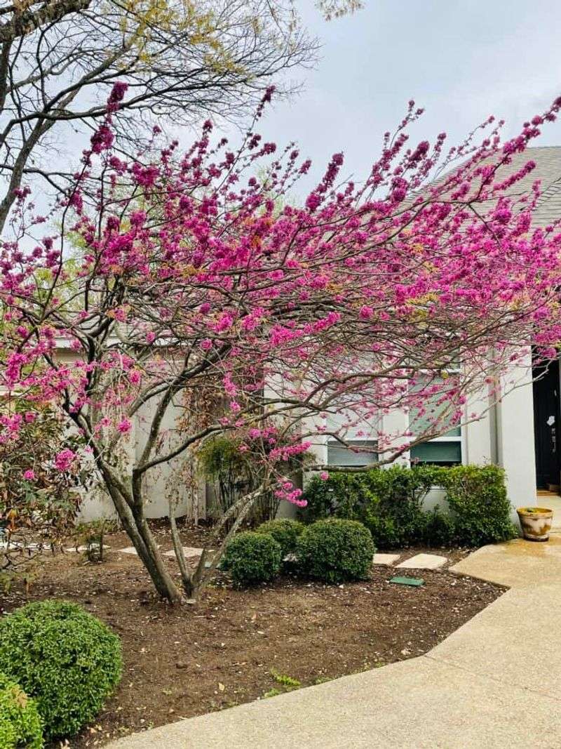 Texas Redbud