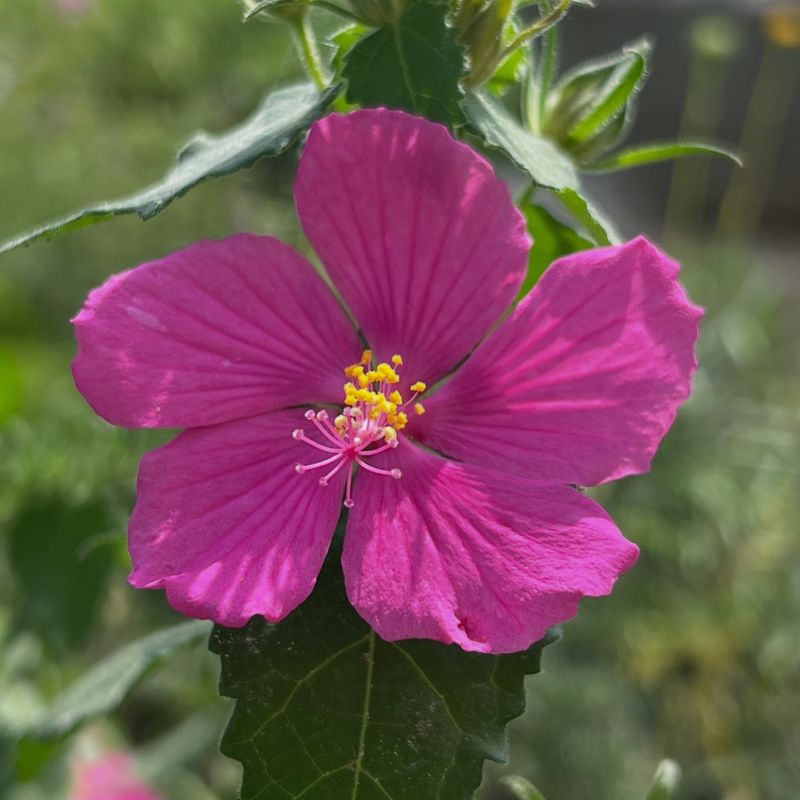 Texas Rock Rose Texas Rock Rose